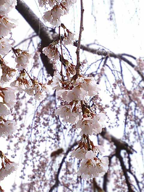 sakura1jpg.jpg