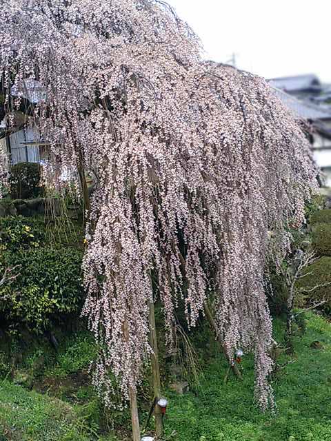 sakura3.jpg